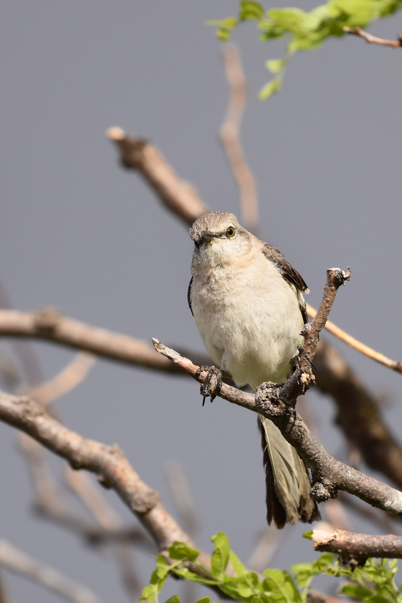 What to See Now: Mockingbirds - Colorado Outdoors Online