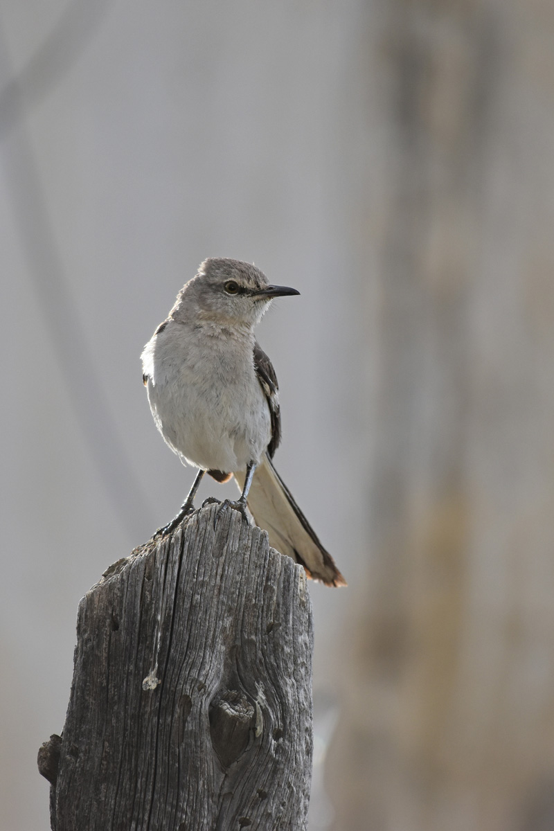 What to See Now: Mockingbirds - Colorado Outdoors Online