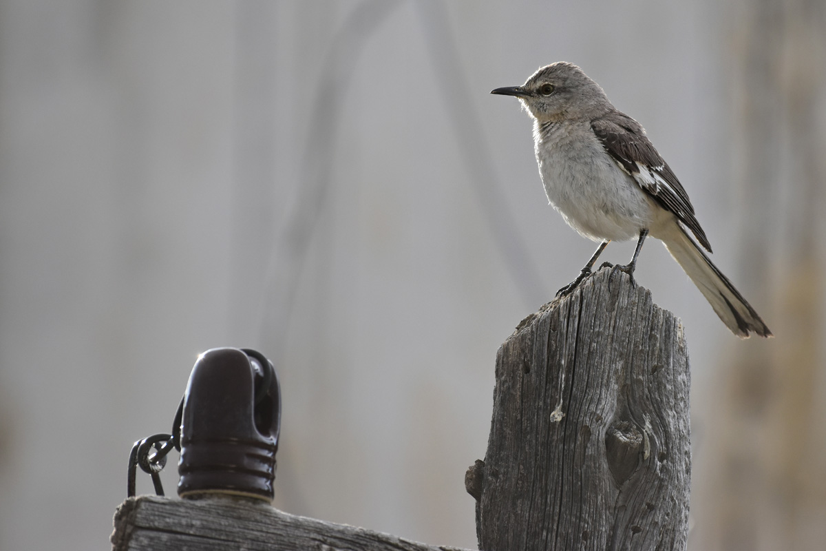 What to See Now: Mockingbirds - Colorado Outdoors Online