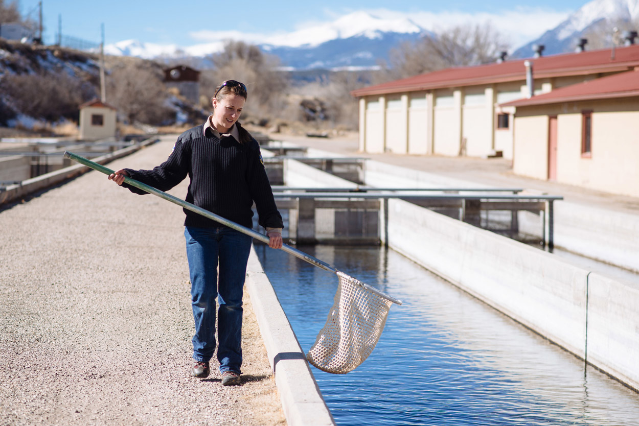 What’s Hatching at Mt. Shavano Hatchery Colorado Outdoors Online