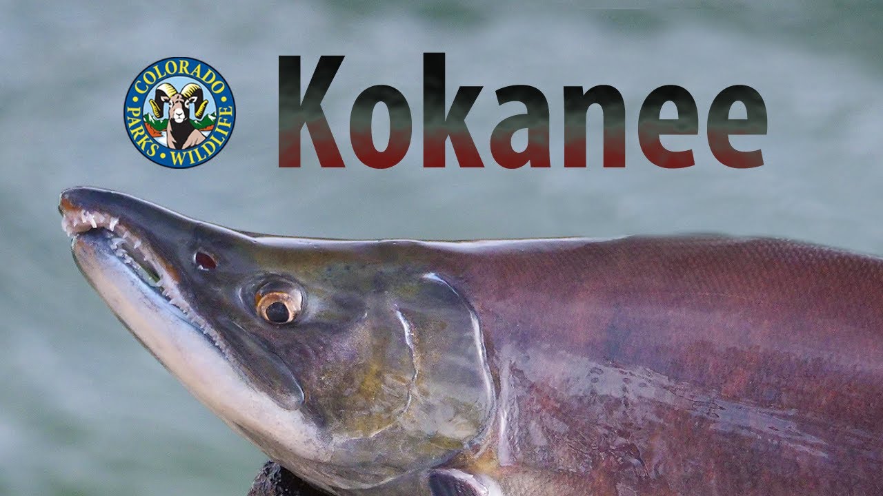 Colorado's Kokanee Salmon Spawn Colorado Outdoors Online