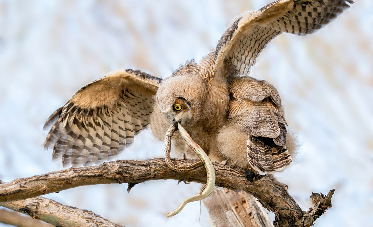owl eating snake