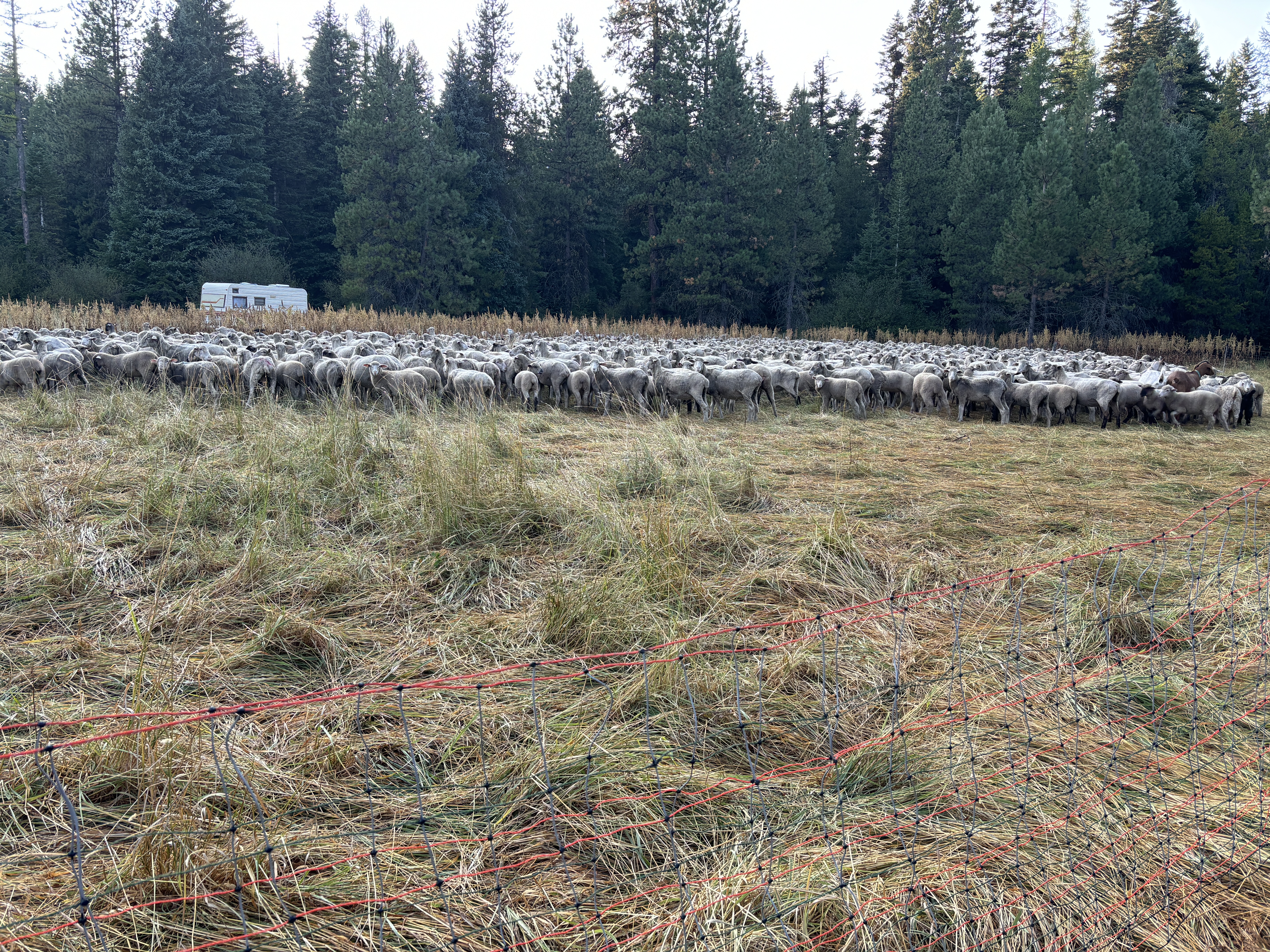 The team works to help install an electrified pen for sheep at night in August while attending wolf-livestock conflict training.
